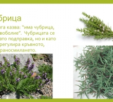 Снимка
