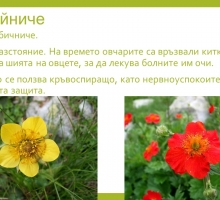 Снимка
