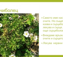 Снимка